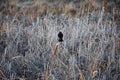 Red winged blackbird Agelaius phoeniceus close up in the wild in Colorado is a passerine bird of the family Icteridae found in m Royalty Free Stock Photo