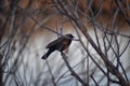 Red winged blackbird Agelaius phoeniceus close up in the wild in Colorado is a passerine bird of the family Icteridae found in m