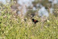 Red-winged Blackbird Royalty Free Stock Photo
