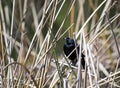 Red-winged Blackbird Royalty Free Stock Photo