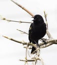 Red-Winged Blackbird (Agelaius phoeniceus) Royalty Free Stock Photo