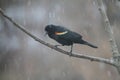 Red-winged blackbird in the rain - Agelaius phoeniceus Royalty Free Stock Photo