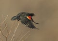 Red-winged Blackbird Agelaius phoeniceus taking flight