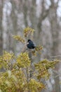 A red winged blackbird balances precariously