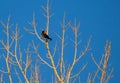 Red-Winged Blackbird Perched in Tree