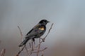 Red-winged blackbird on a branch. Royalty Free Stock Photo