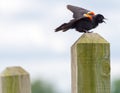 Red-winged blackbird calling off a wooden post on the Minnesota River in the Minnesota Valley National Wildlife Refuge Royalty Free Stock Photo