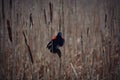 Red Winged Blackbird on Cattails Royalty Free Stock Photo
