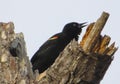Red-winged Blackbird Chirping