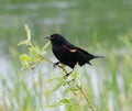 Red-Winged Blackbird close up