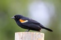 Red Winged Blackbird Close-up Royalty Free Stock Photo