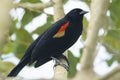Red-winged Blackbird closeup