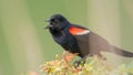 Red-winged blackbird closeup portrait - perched and calling / communicating in the Minnesota Valley Wildlife Refuge Royalty Free Stock Photo