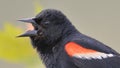 Red-winged blackbird closeup portrait - perched and calling / communicating in the Minnesota Valley Wildlife Refuge Royalty Free Stock Photo