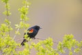 Red-winged blackbird closeup portrait - perched in the Minnesota Valley Wildlife Refuge Royalty Free Stock Photo