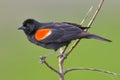 Red-winged blackbird closeup portrait - perched in the Minnesota Valley Wildlife Refuge Royalty Free Stock Photo