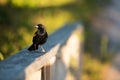 Red-winged blackbird closeup sitting on fence Royalty Free Stock Photo