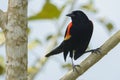 Red-winged Blackbird in Costa Rica
