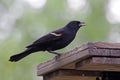 Red-winged Blackbird Eating