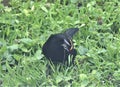 Red-Winged Blackbird Eating Sunflower Seed