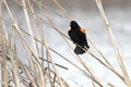 Red-winged Blackbird at Exner Marsh Nature Preserve, Illinois USA
