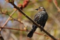 Red-winged Blackbird Female