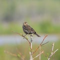 Red-winged Blackbird, female.