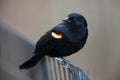 Red-winged Blackbird on fence