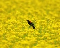 Red-winged Blackbird in a field of yellow wildflowers