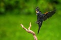 Red Winged Blackbird in flight Royalty Free Stock Photo