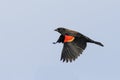 Red-winged Blackbird In Flight