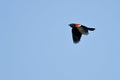 Red-Winged Blackbird in Flight Royalty Free Stock Photo