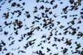 Red-winged Blackbird Flock In Flight In A Blue Sky
