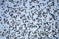 Red-winged Blackbird Flock in Flight In a Blue Sky Royalty Free Stock Photo