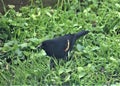 Red-Winged Blackbird Foraging in Backyard Grass
