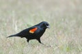 Red-winged Blackbird on grass