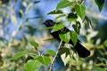 Red-Winged Blackbird Hiding in a Tree