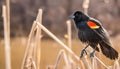 Red-winged Blackbird in its natural environment , generated by AI Royalty Free Stock Photo
