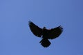 Red-winged Blackbird Male Royalty Free Stock Photo