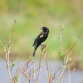 Red-winged Blackbird, male. Royalty Free Stock Photo