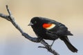 Red winged blackbird male