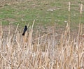 Red-Winged Blackbird Male In Cattails Royalty Free Stock Photo