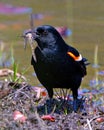 Red-winged Blackbird Photo and Image. Male close-up front view, with a dragon fly in its beak in a pond with a blur water Royalty Free Stock Photo