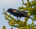 Red-Winged Blackbird Photo and Image. Male close-up side view perched on coniferous tree with blue sky background in its Royalty Free Stock Photo