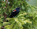 Red-Winged Blackbird Photo and Image. Male close-up side view perched on coniferous tree with green sprurce tree background in Royalty Free Stock Photo