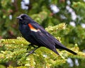 Red-Winged Blackbird Photo and Image. Blackbird male close-up side view, perched on a coniferous tree in its environment and Royalty Free Stock Photo