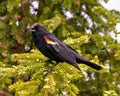 Red-Winged Blackbird Photo and Image. Blackbird male close-up side view, perched on a coniferous tree with open beak singing in Royalty Free Stock Photo