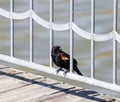 The red-winged blackbird male Royalty Free Stock Photo