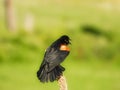 Red Winged Blackbird Male Perched and Calling on a Wildflower Stem Royalty Free Stock Photo