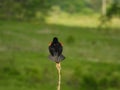 Red Winged Blackbird Male Perched and Calling on a Wildflower Stem Royalty Free Stock Photo